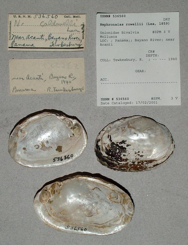 specimen