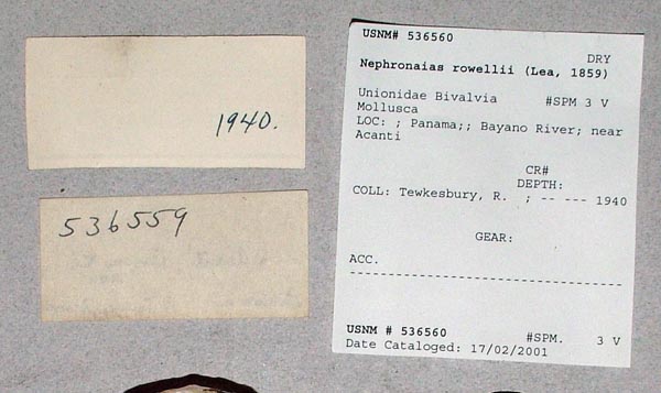 specimen