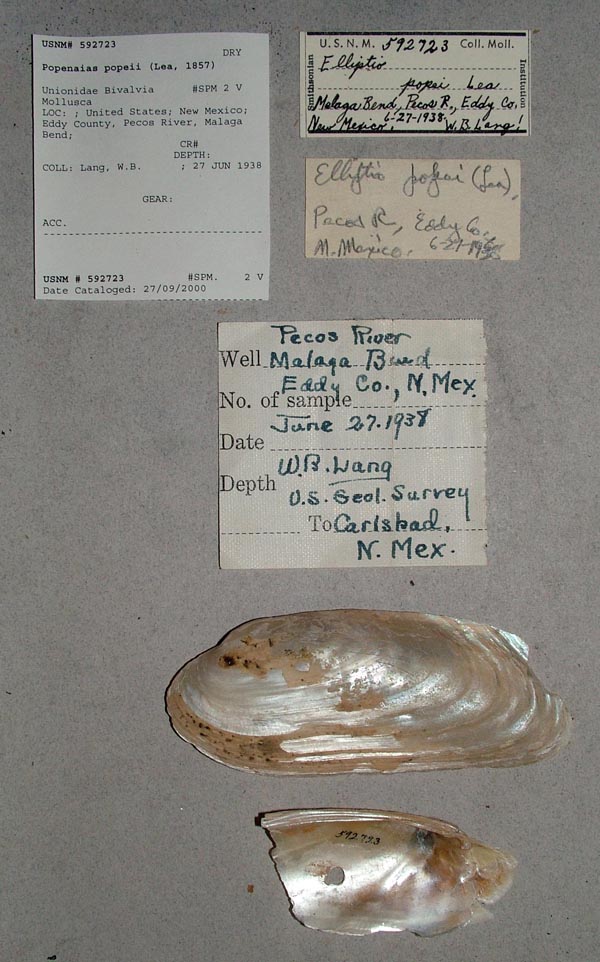 specimen