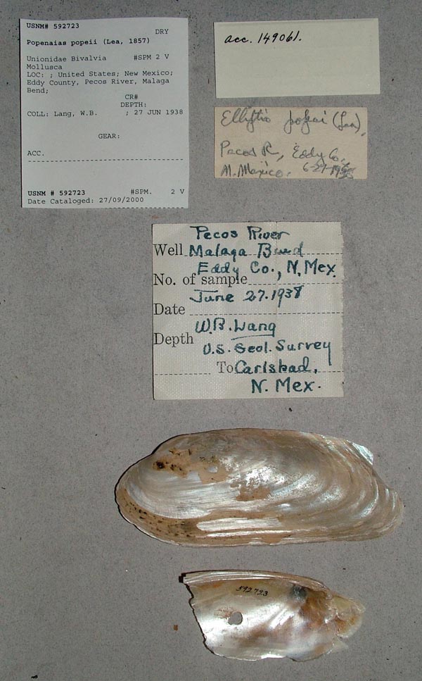 specimen