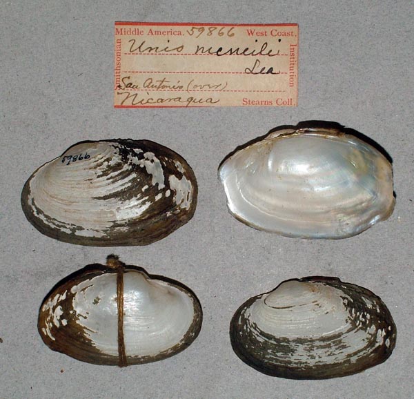 specimen