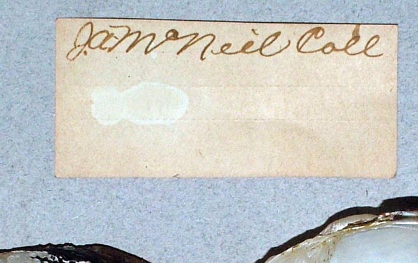 specimen