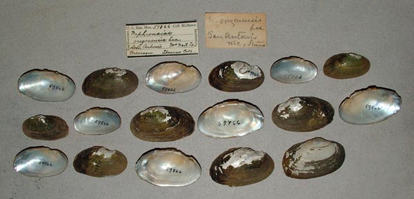 specimen