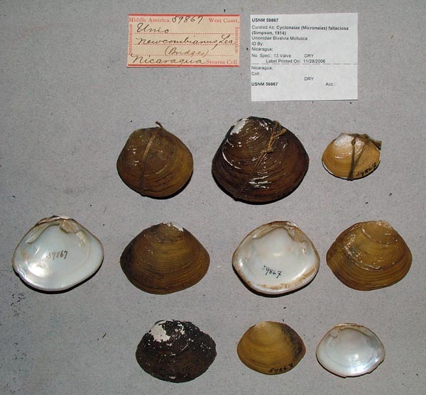 specimen
