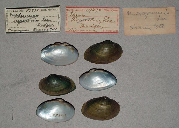 specimen