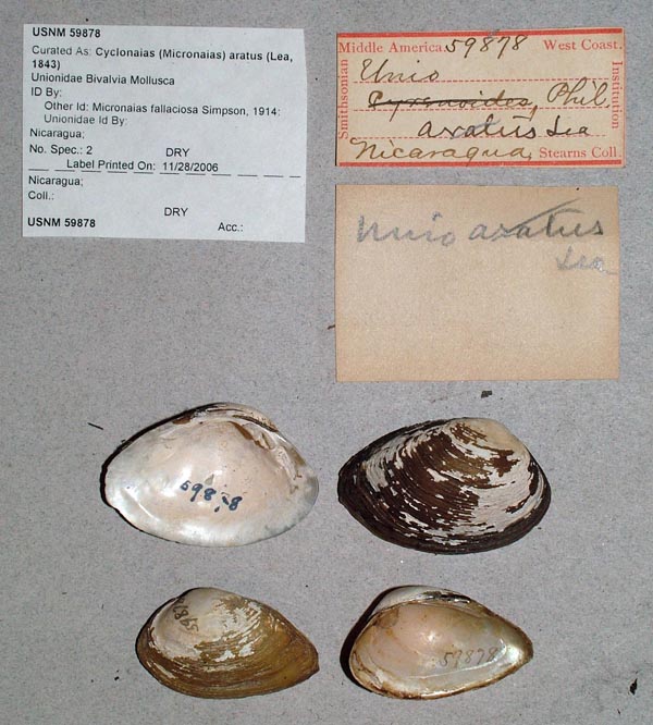 specimen
