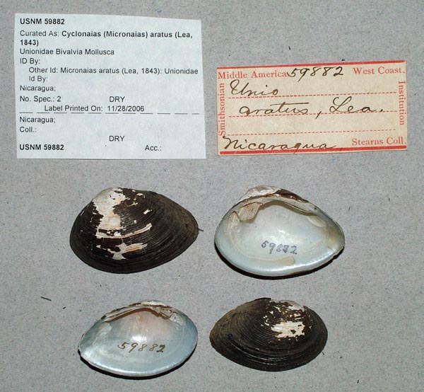 specimen