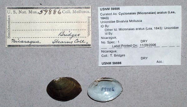 specimen