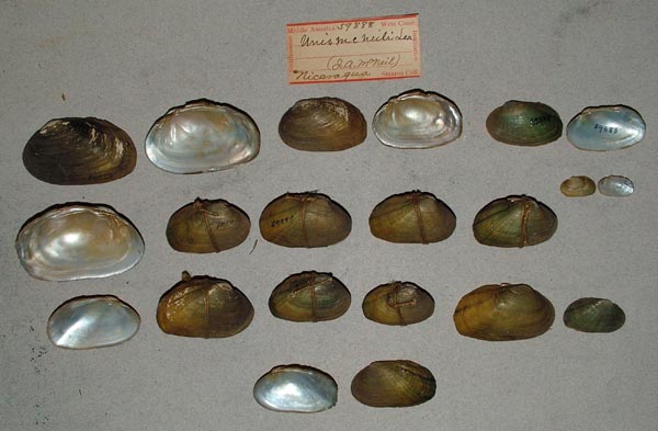 specimen