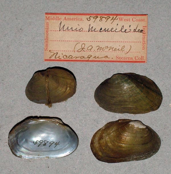 specimen
