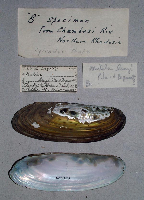 specimen
