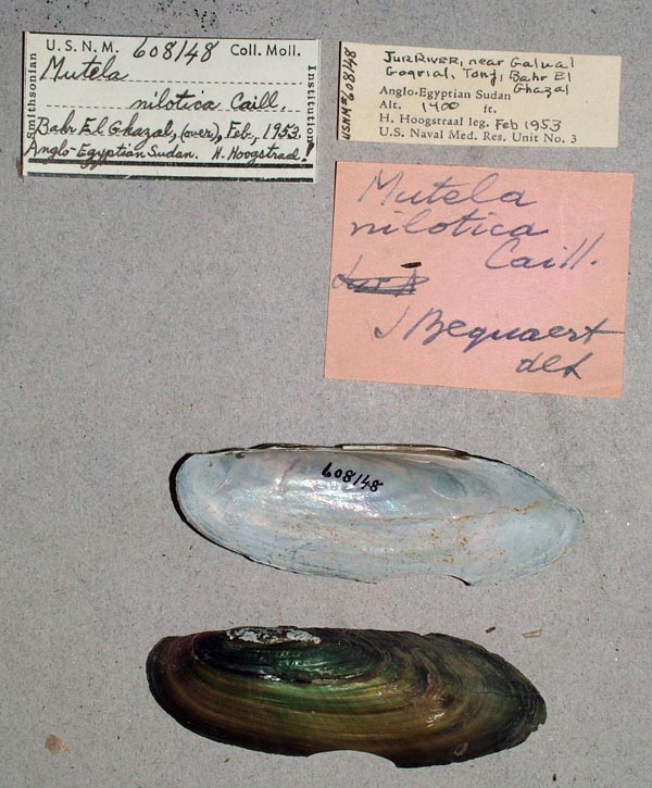 specimen