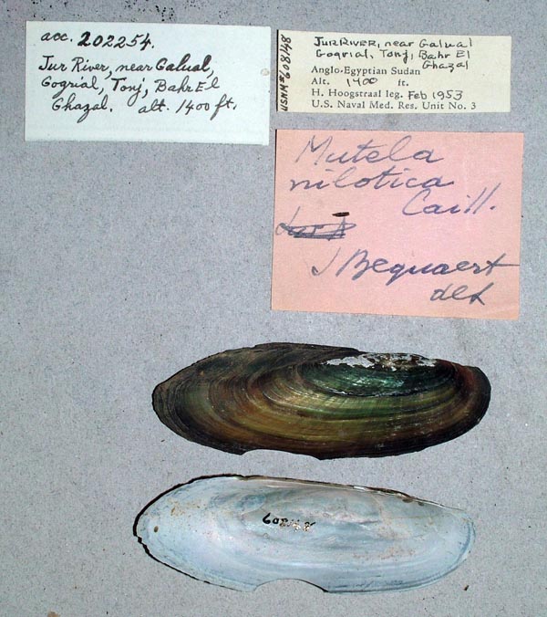 specimen