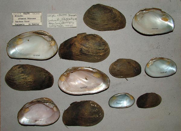 specimen