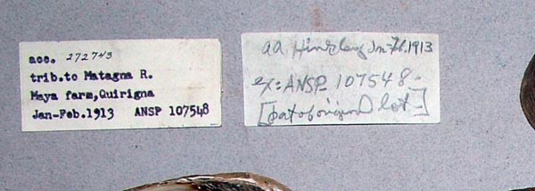 specimen