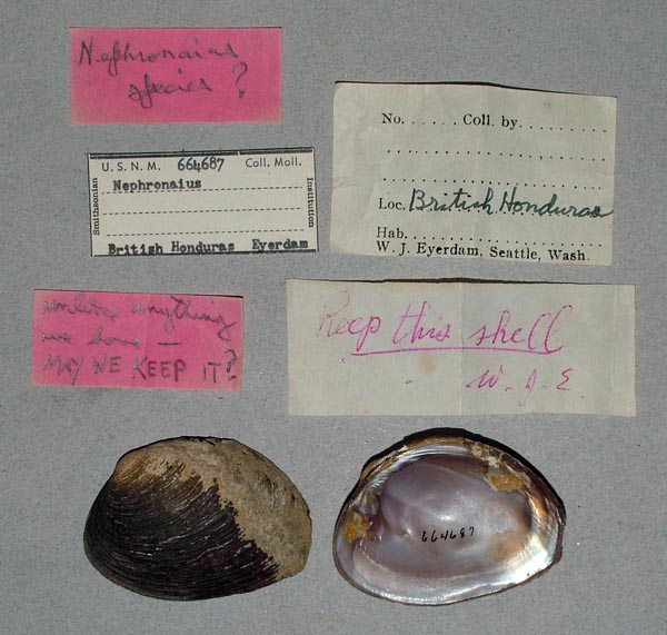 specimen