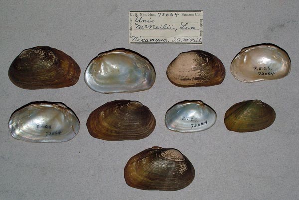 specimen