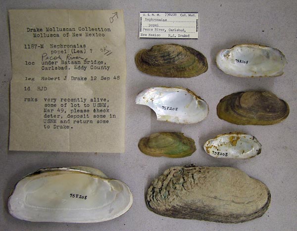 specimen