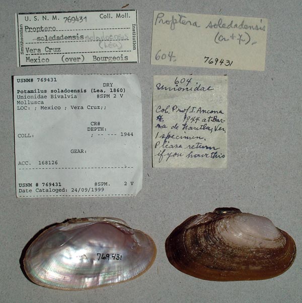 specimen