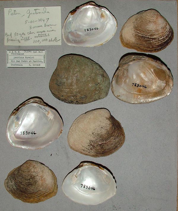 specimen