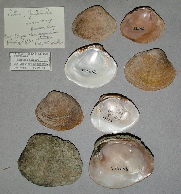 specimen