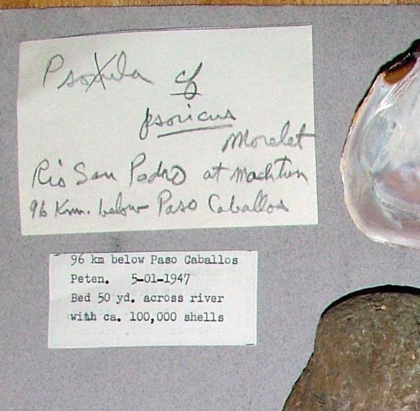specimen