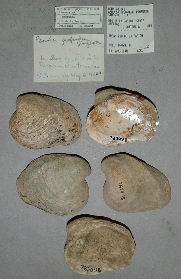 specimen
