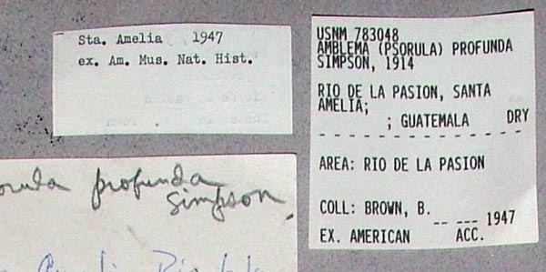 specimen