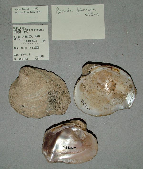 specimen
