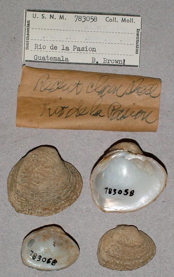 specimen