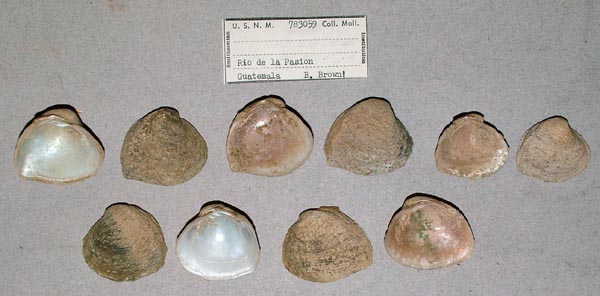 specimen