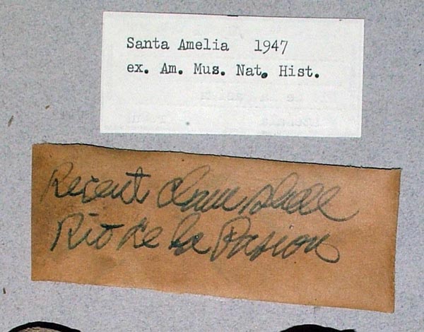 specimen