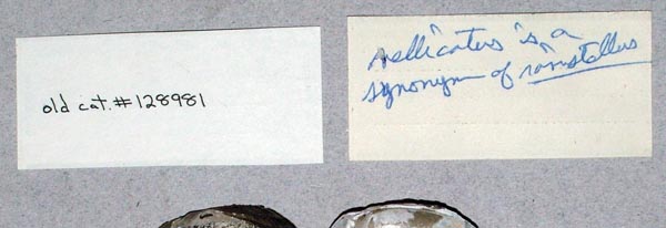 specimen