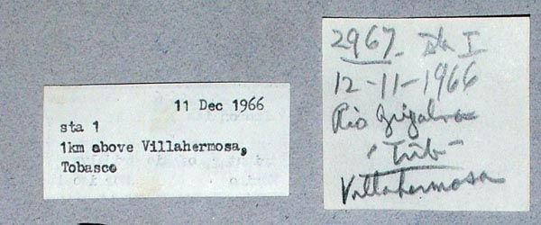specimen