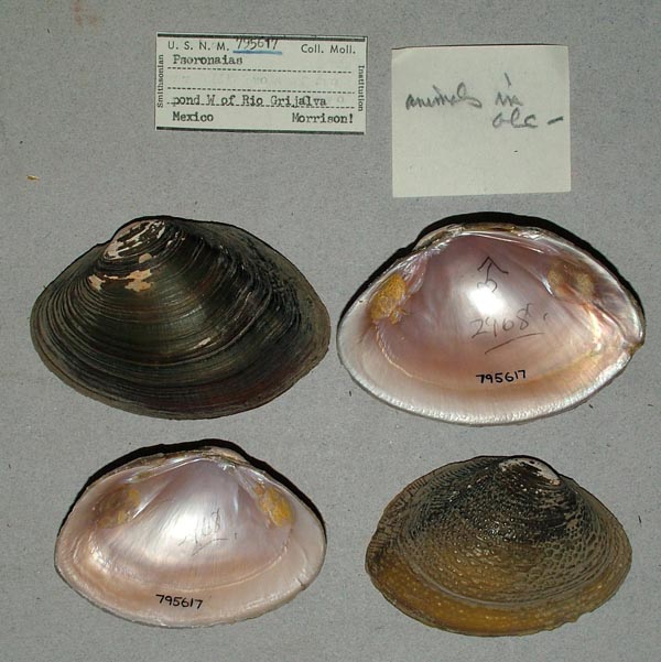 specimen