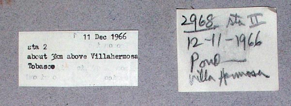 specimen