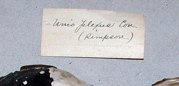 specimen