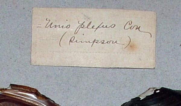 specimen