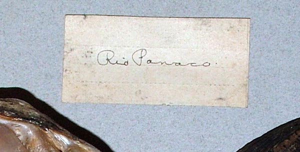 specimen