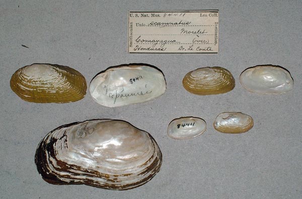 specimen
