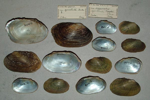specimen