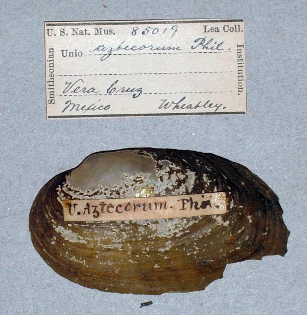 specimen