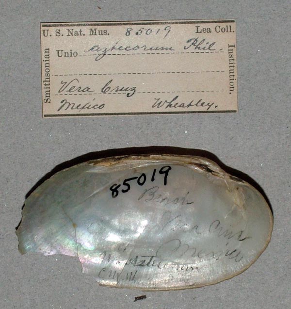 specimen