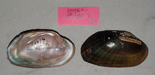 specimen