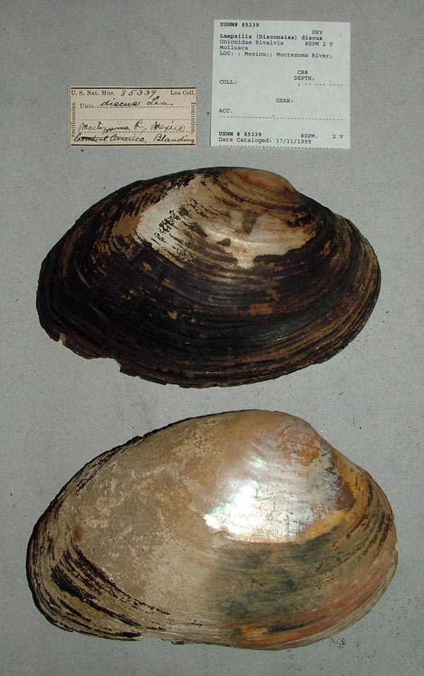 specimen