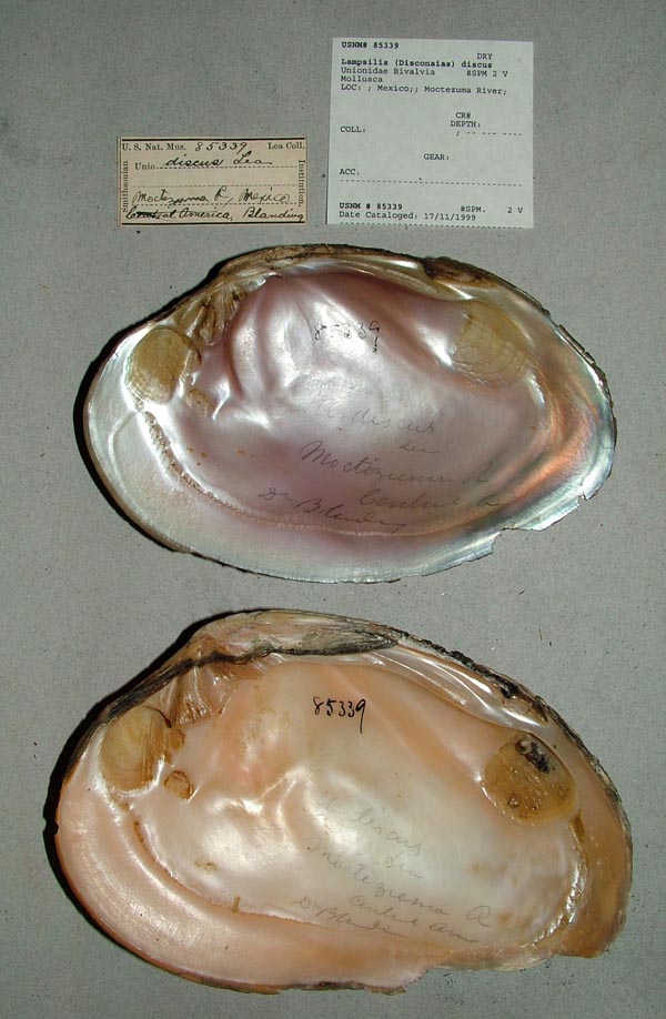 specimen