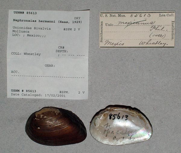 specimen