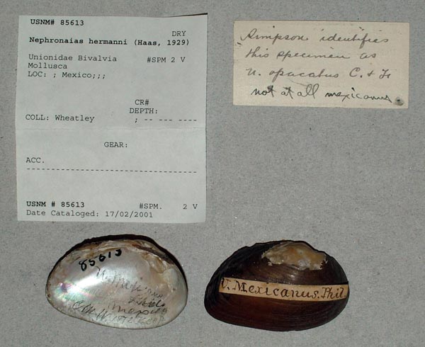 specimen