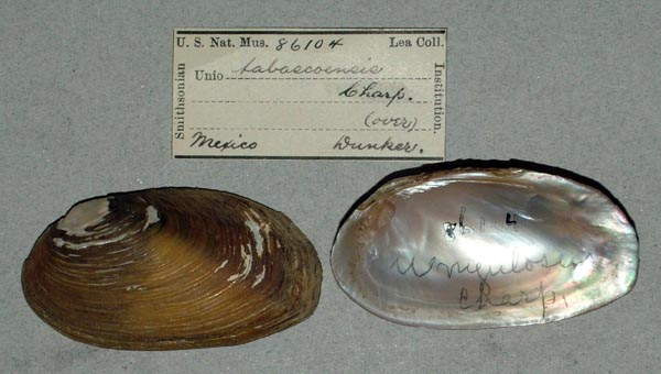 specimen