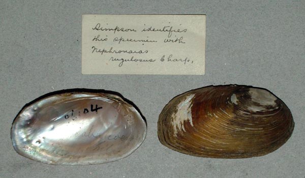 specimen